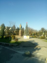 елка черноморское